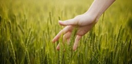 A hand running through long grass.
