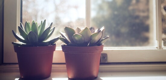 Deux plantes succulentes sur un seuil de fenêtre.
