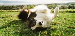 A Border Collie rolling in grass.
